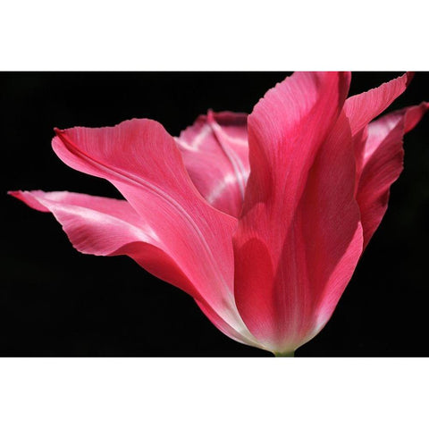 Pink Star Tulip Flower White Modern Wood Framed Art Print by Schell, Jennie Marie