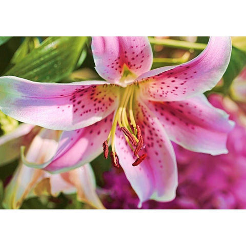 Pink Stargazer Lily Flower Gold Ornate Wood Framed Art Print with Double Matting by Schell, Jennie Marie