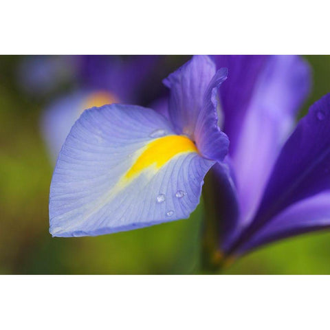 Purple Dutch Iris Flower White Modern Wood Framed Art Print by Schell, Jennie Marie