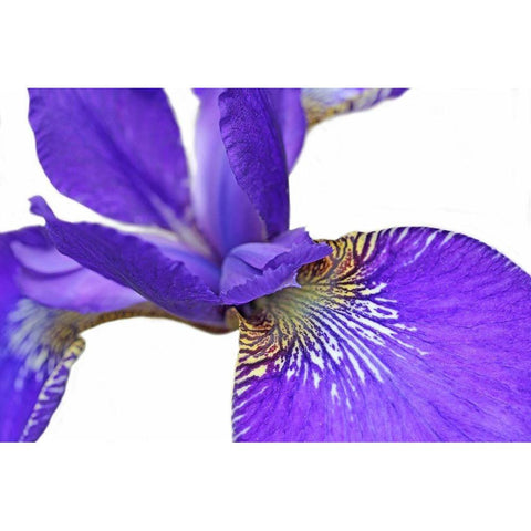 Purple Japanese Iris Flower White Modern Wood Framed Art Print by Schell, Jennie Marie