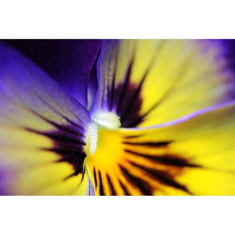 Purple Pansy Macro Flower Black Modern Wood Framed Art Print by Schell, Jennie Marie