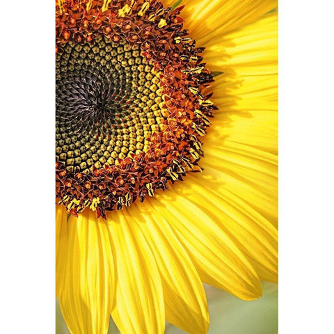 Sunflower Macro Flower White Modern Wood Framed Art Print by Schell, Jennie Marie