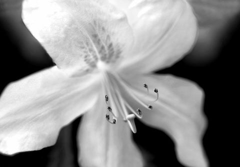 Azalea Flower Macro Black and White Black Ornate Wood Framed Art Print with Double Matting by Schell, Jennie Marie