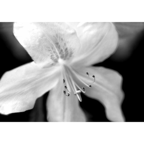 Azalea Flower Macro Black and White Gold Ornate Wood Framed Art Print with Double Matting by Schell, Jennie Marie