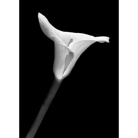 Calla Lily Flower Black and White 1 White Modern Wood Framed Art Print by Schell, Jennie Marie