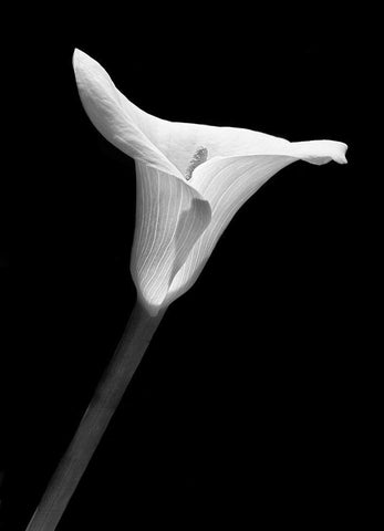 Calla Lily Flower Black and White 1 Black Ornate Wood Framed Art Print with Double Matting by Schell, Jennie Marie