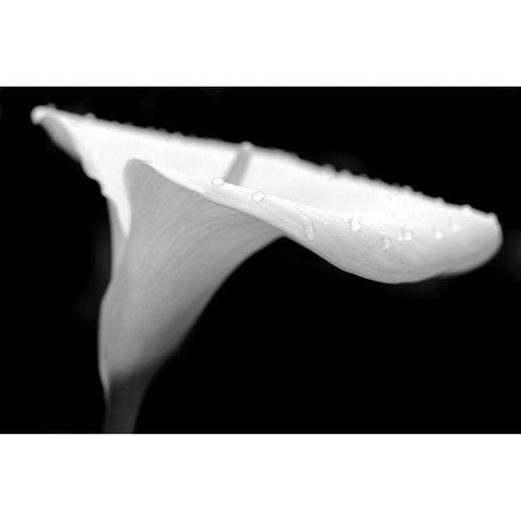 Calla Lily Flower Black and White 2 Gold Ornate Wood Framed Art Print with Double Matting by Schell, Jennie Marie