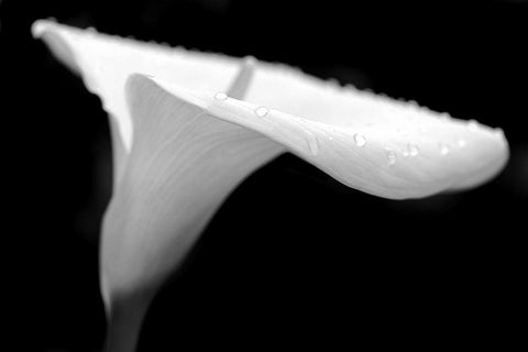 Calla Lily Flower Black and White 2 White Modern Wood Framed Art Print with Double Matting by Schell, Jennie Marie