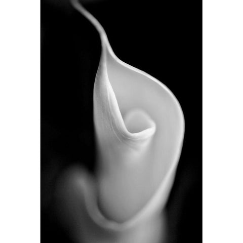 Calla Lily Flower Macro Black and White Gold Ornate Wood Framed Art Print with Double Matting by Schell, Jennie Marie