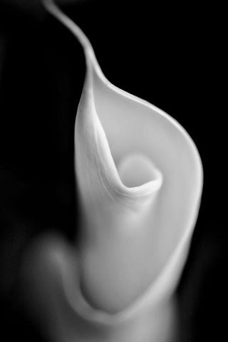 Calla Lily Flower Macro Black and White Black Ornate Wood Framed Art Print with Double Matting by Schell, Jennie Marie