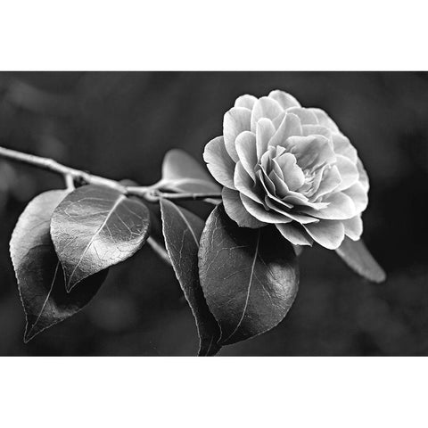 Camellia Flower Black and White Gold Ornate Wood Framed Art Print with Double Matting by Schell, Jennie Marie