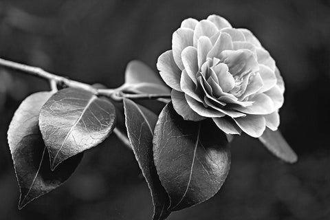 Camellia Flower Black and White White Modern Wood Framed Art Print with Double Matting by Schell, Jennie Marie