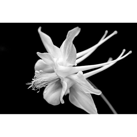 Columbine Wildflower Macro Black and White Gold Ornate Wood Framed Art Print with Double Matting by Schell, Jennie Marie