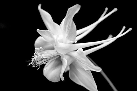 Columbine Wildflower Macro Black and White White Modern Wood Framed Art Print with Double Matting by Schell, Jennie Marie