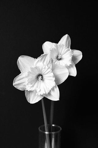 Daffodil Flowers Still Life Black and White White Modern Wood Framed Art Print with Double Matting by Schell, Jennie Marie