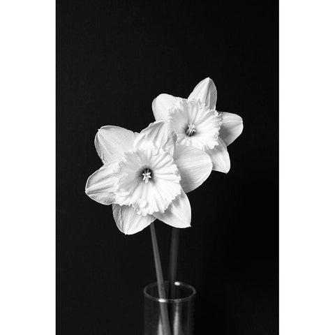 Daffodil Flowers Still Life Black and White White Modern Wood Framed Art Print by Schell, Jennie Marie