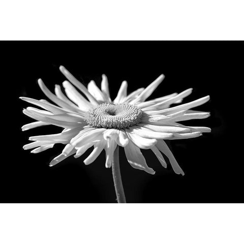 Daisy Flower Macro Black and White 1 Black Modern Wood Framed Art Print with Double Matting by Schell, Jennie Marie