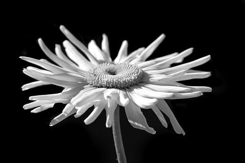 Daisy Flower Macro Black and White 1 White Modern Wood Framed Art Print with Double Matting by Schell, Jennie Marie