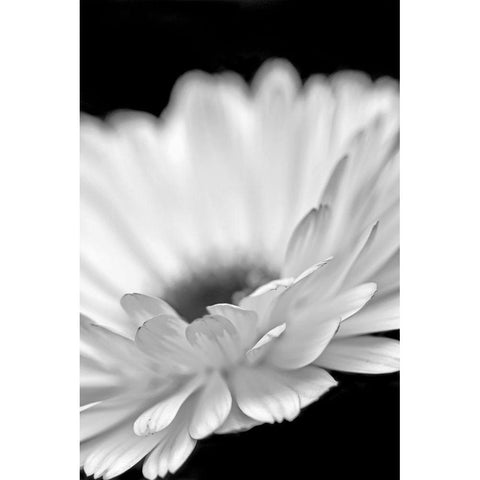 Daisy Flower Macro Black and White 2 Gold Ornate Wood Framed Art Print with Double Matting by Schell, Jennie Marie