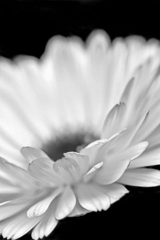 Daisy Flower Macro Black and White 2 White Modern Wood Framed Art Print with Double Matting by Schell, Jennie Marie