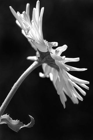 Daisy Flower Macro Black and White 3 White Modern Wood Framed Art Print with Double Matting by Schell, Jennie Marie