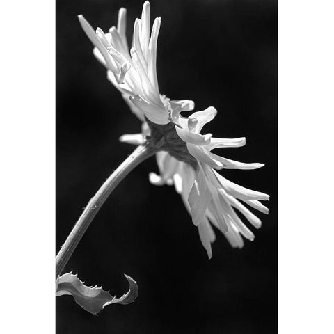 Daisy Flower Macro Black and White 3 White Modern Wood Framed Art Print by Schell, Jennie Marie