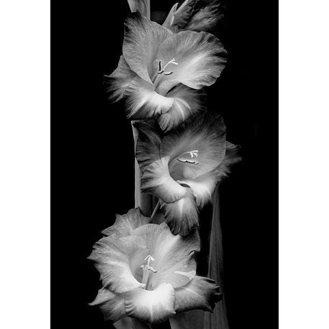 Gladiola Flowers Black and White White Modern Wood Framed Art Print by Schell, Jennie Marie