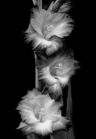 Gladiola Flowers Black and White Black Ornate Wood Framed Art Print with Double Matting by Schell, Jennie Marie