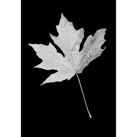 Leaf Black and White 1 White Modern Wood Framed Art Print by Schell, Jennie Marie