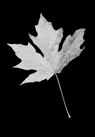 Leaf Black and White 1 White Modern Wood Framed Art Print with Double Matting by Schell, Jennie Marie