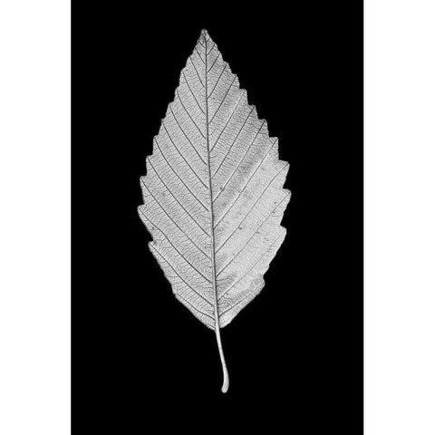 Leaf Black and White 2 Black Modern Wood Framed Art Print with Double Matting by Schell, Jennie Marie