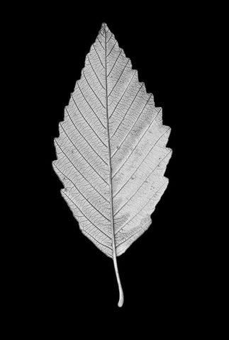 Leaf Black and White 2 White Modern Wood Framed Art Print with Double Matting by Schell, Jennie Marie