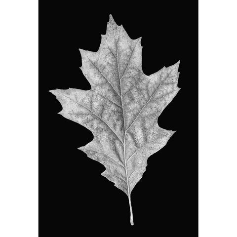 Leaf Black and White 3 White Modern Wood Framed Art Print by Schell, Jennie Marie