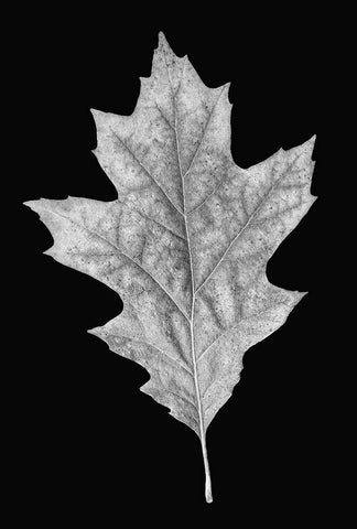 Leaf Black and White 3 Black Ornate Wood Framed Art Print with Double Matting by Schell, Jennie Marie