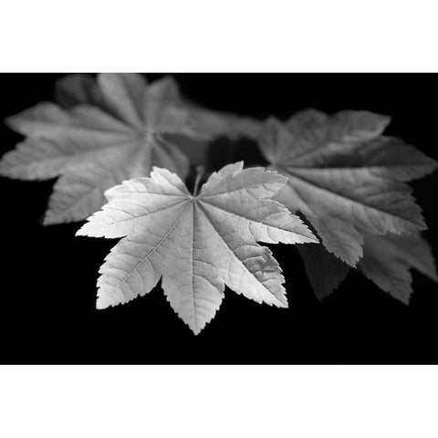 Leaves Maple Black and White Black Modern Wood Framed Art Print with Double Matting by Schell, Jennie Marie