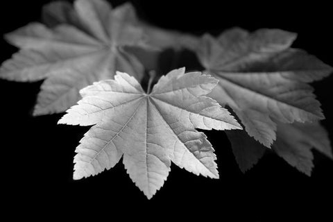 Leaves Maple Black and White White Modern Wood Framed Art Print with Double Matting by Schell, Jennie Marie