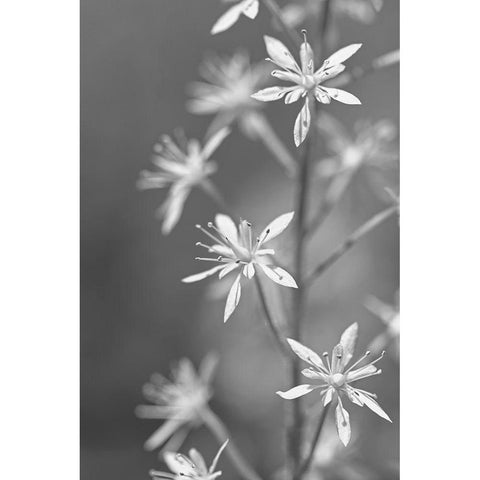 Little Wildflowers Macro Black and White Black Modern Wood Framed Art Print with Double Matting by Schell, Jennie Marie