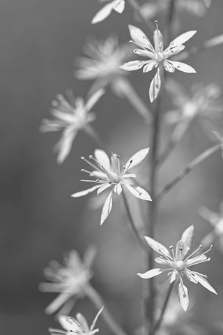 Little Wildflowers Macro Black and White White Modern Wood Framed Art Print with Double Matting by Schell, Jennie Marie