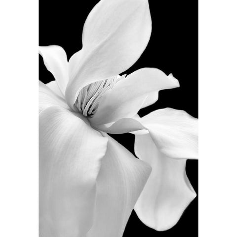 Magnolia Flower Macro Black and White 1 Gold Ornate Wood Framed Art Print with Double Matting by Schell, Jennie Marie