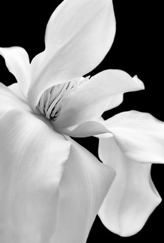 Magnolia Flower Macro Black and White 1 White Modern Wood Framed Art Print with Double Matting by Schell, Jennie Marie