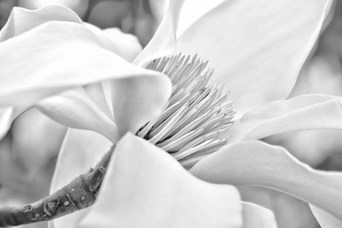 Magnolia Flower Macro Black and White 2 White Modern Wood Framed Art Print with Double Matting by Schell, Jennie Marie