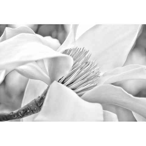 Magnolia Flower Macro Black and White 2 Gold Ornate Wood Framed Art Print with Double Matting by Schell, Jennie Marie