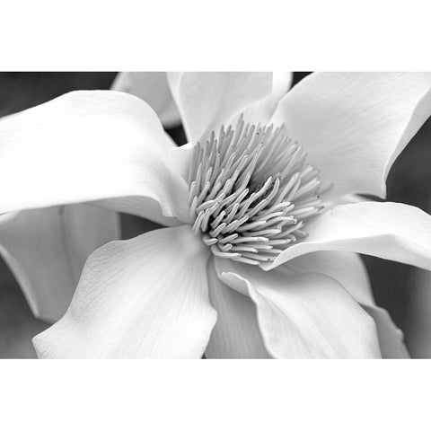 Magnolia Flower Macro Black and White 3 Black Modern Wood Framed Art Print with Double Matting by Schell, Jennie Marie