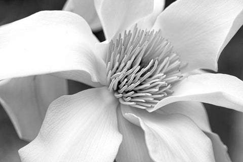 Magnolia Flower Macro Black and White 3 White Modern Wood Framed Art Print with Double Matting by Schell, Jennie Marie