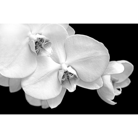 Orchid Flowers Macro Black and White White Modern Wood Framed Art Print by Schell, Jennie Marie