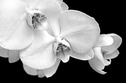 Orchid Flowers Macro Black and White Black Ornate Wood Framed Art Print with Double Matting by Schell, Jennie Marie