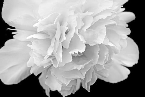 Peony Flower Macro Black and White White Modern Wood Framed Art Print with Double Matting by Schell, Jennie Marie