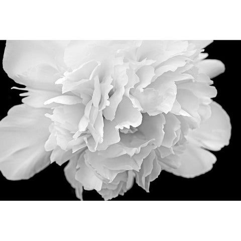 Peony Flower Macro Black and White Gold Ornate Wood Framed Art Print with Double Matting by Schell, Jennie Marie