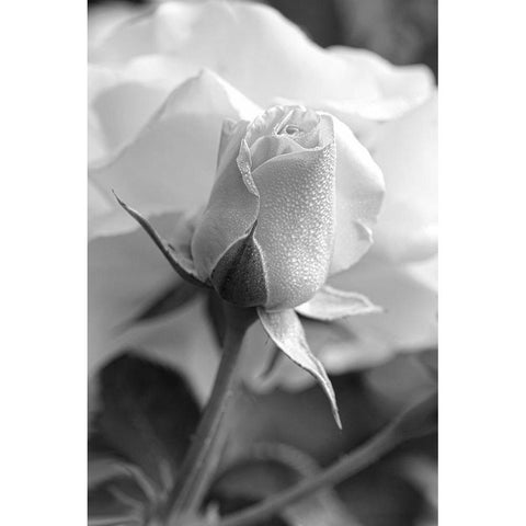 Rose Bud Flower Black and White Black Modern Wood Framed Art Print with Double Matting by Schell, Jennie Marie