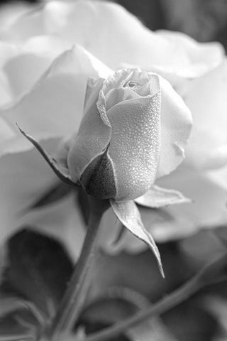 Rose Bud Flower Black and White White Modern Wood Framed Art Print with Double Matting by Schell, Jennie Marie